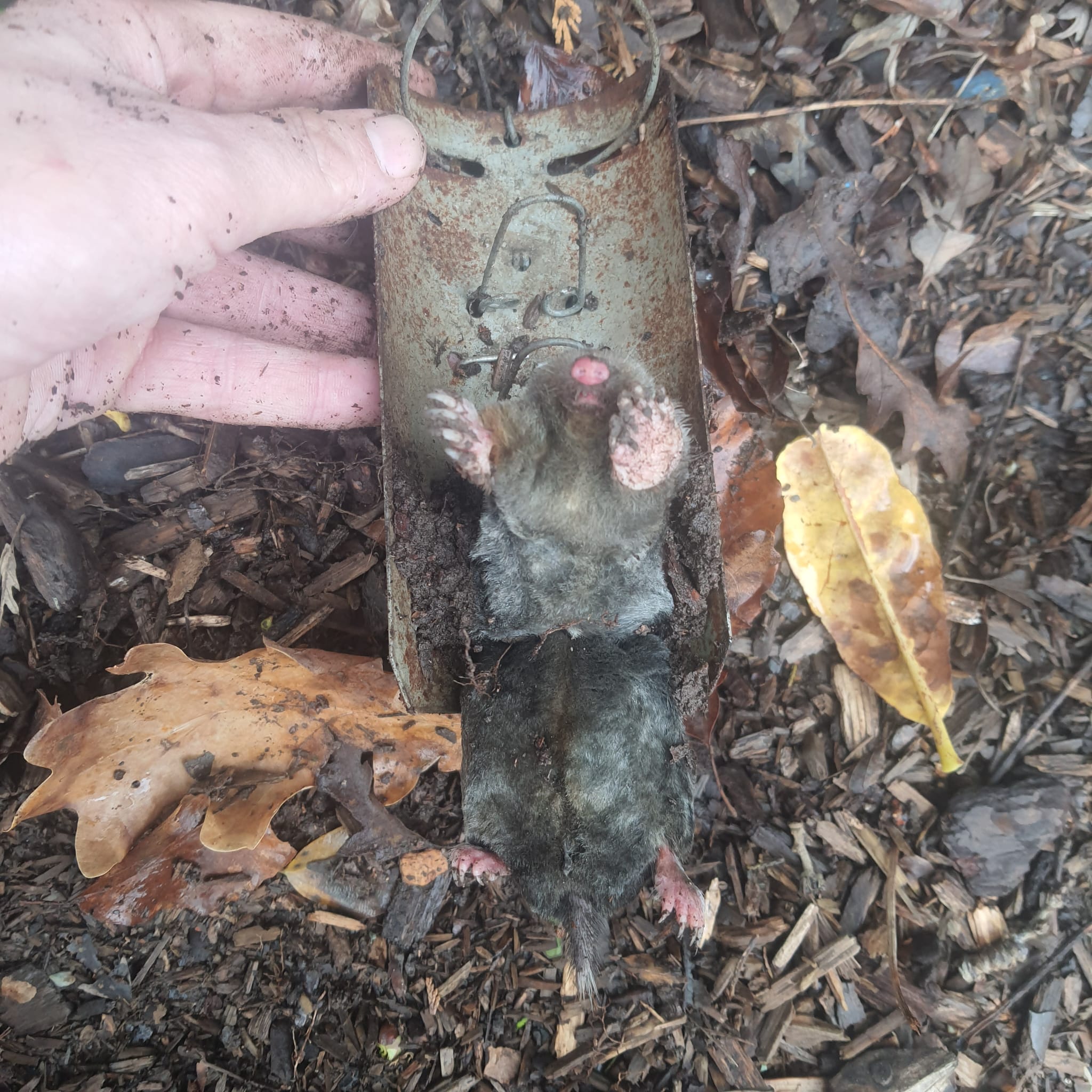 Garden mole trapping in Merthyr residential areas - Poison-free methods