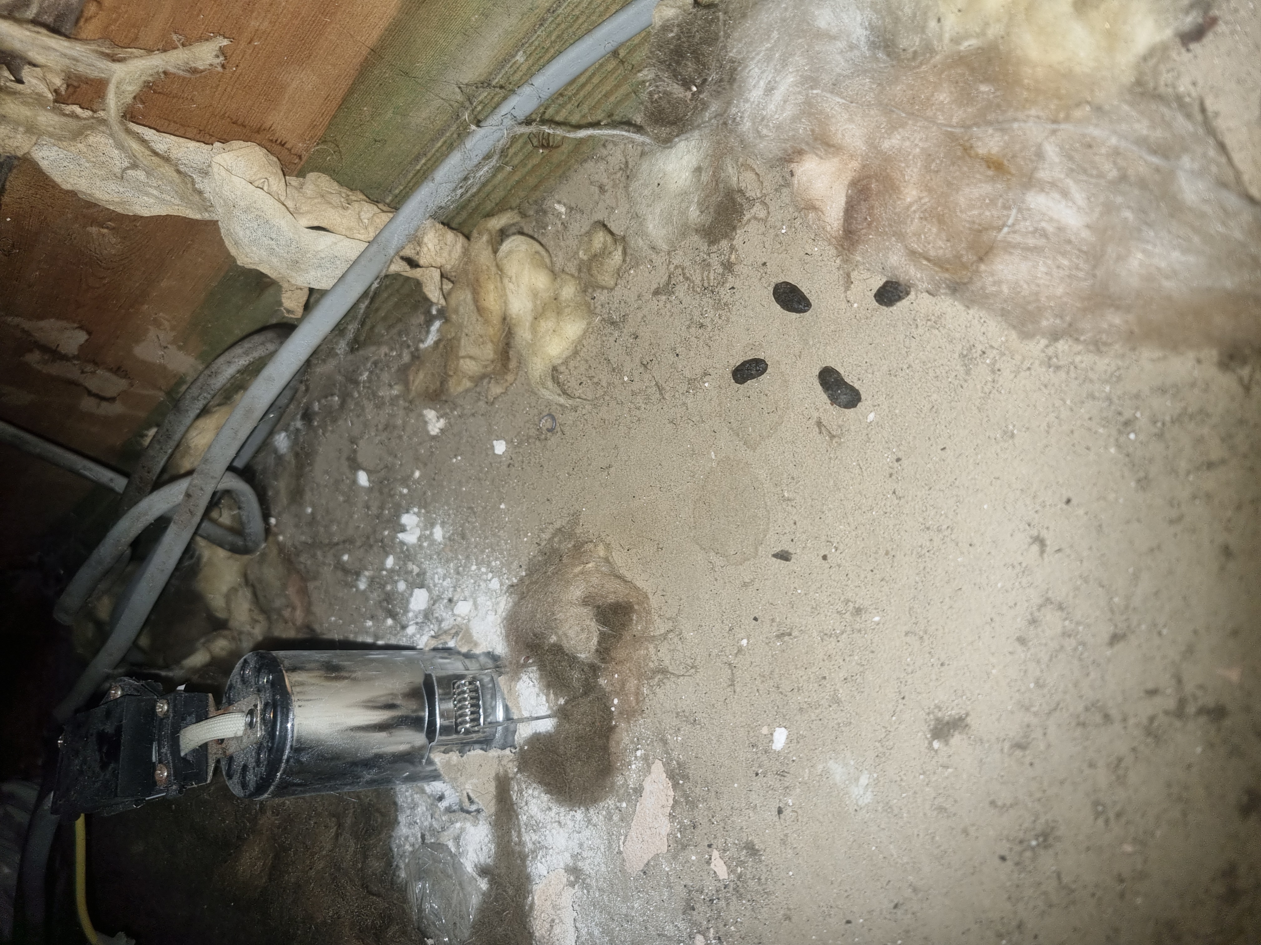 Rat droppings identification Treharris CF46