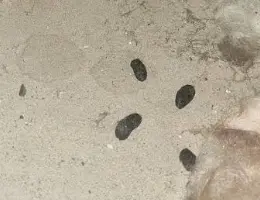 Drainage rat control Merthyr Tydfil CF47 – HD CCTV survey and non-return valves