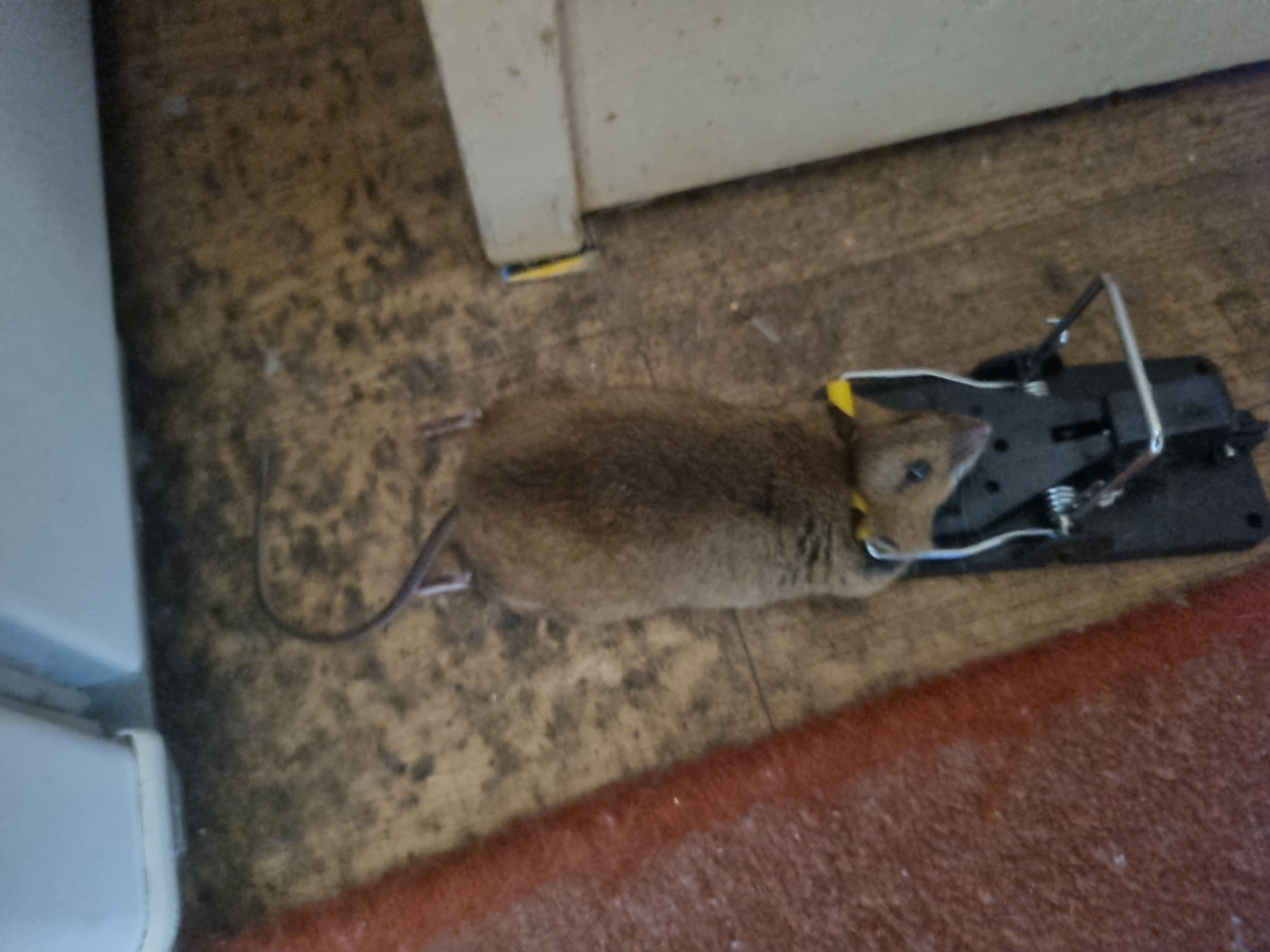 Local pest control field work in the Valleys